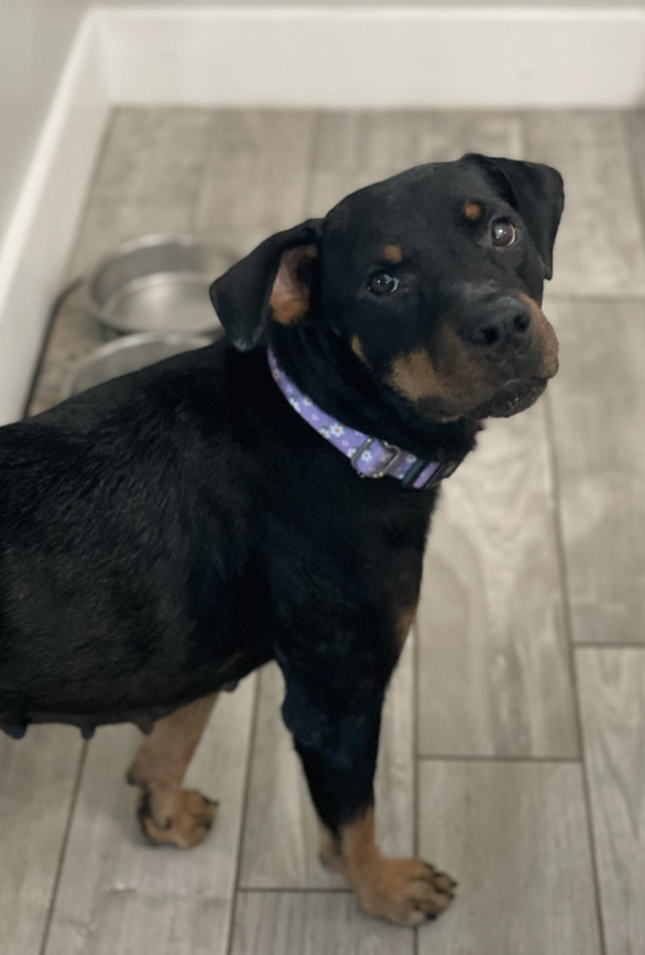 Adoptable Rottweilers — R.E.A.L. Rottweiler Rescue
