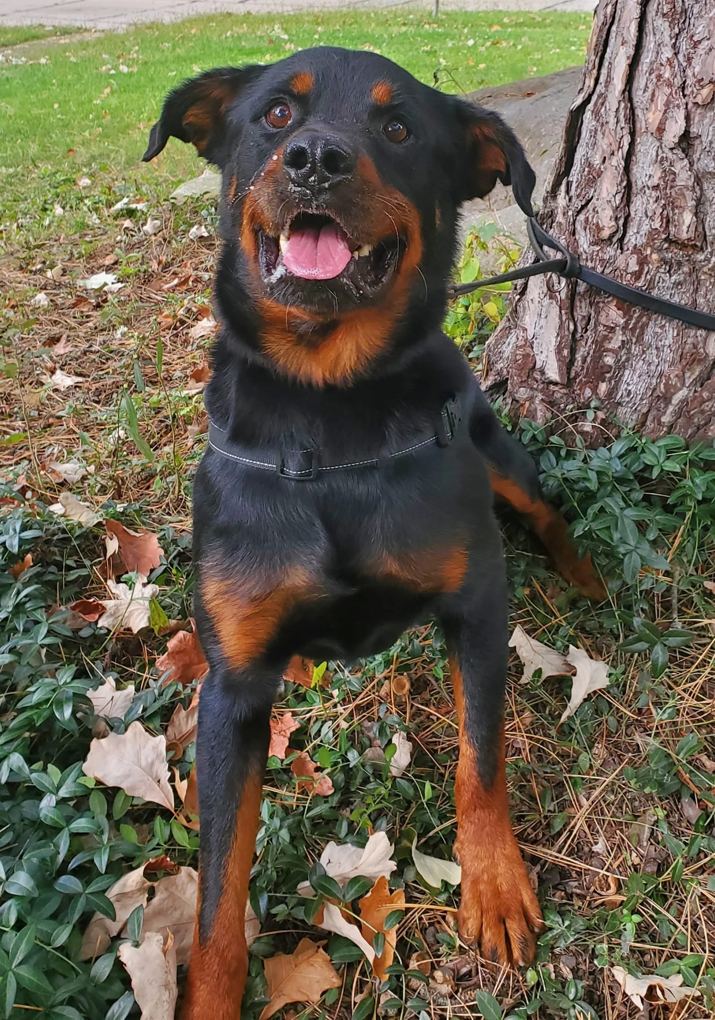 Adoptable Rottweilers — R.E.A.L. Rottweiler Rescue