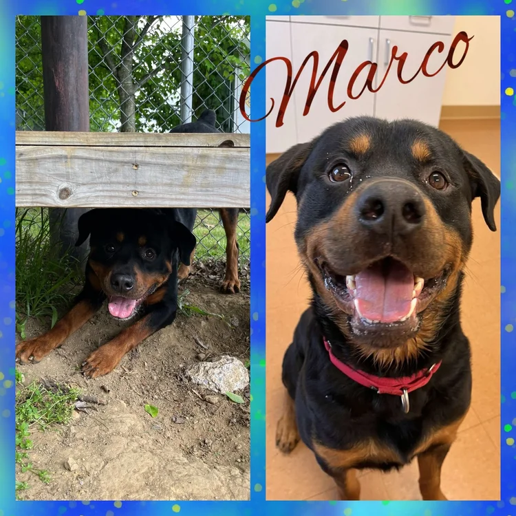 Adoptable Rottweilers — R.E.A.L. Rottweiler Rescue