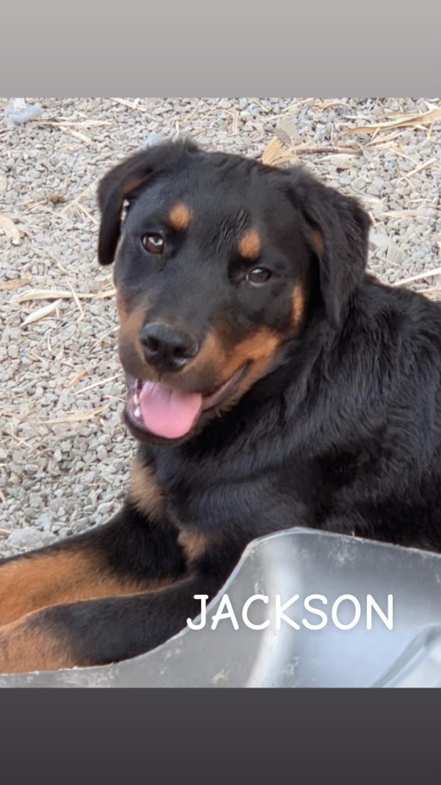 Adoptable Rottweilers — R.E.A.L. Rottweiler Rescue