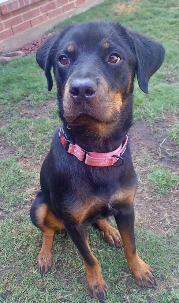 Adoptable Rottweilers — R.E.A.L. Rottweiler Rescue