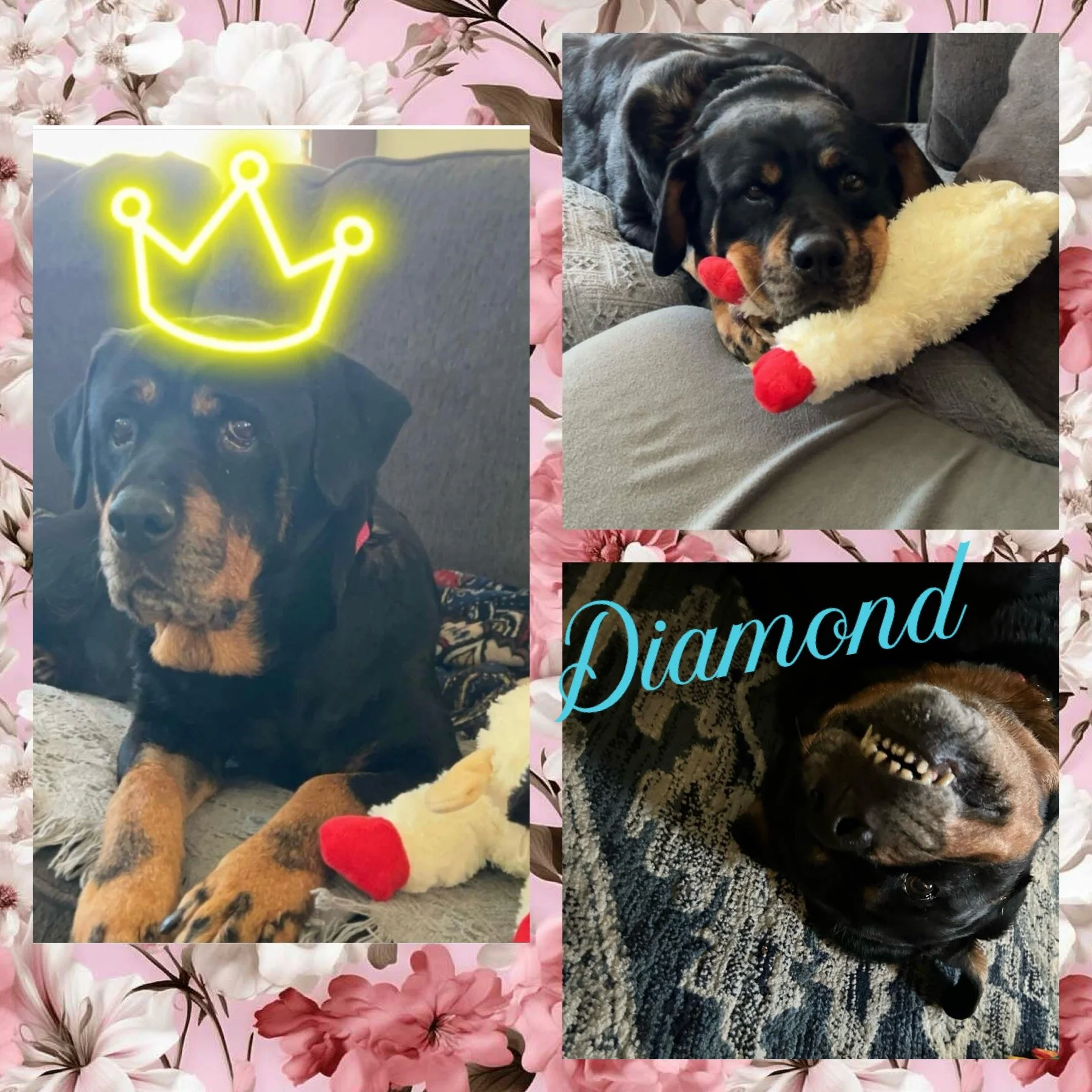 Rescue Tales Adoptable Plush Pet - Rottweiler Puppy With Sounds, Doghouse & Adoption Certificate