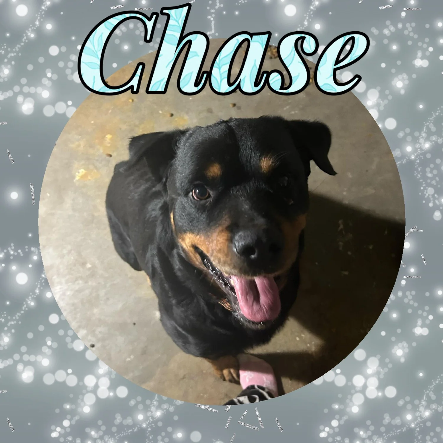 Adoptable Rottweilers — R.E.A.L. Rottweiler Rescue