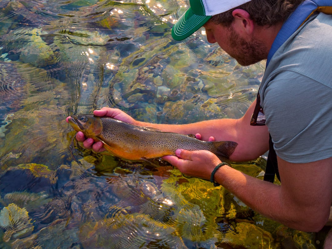 Wild Confluence co-founder, Colin Arisman, shows off a particularly beautiful cutthroat trout - Photo: Luke Kantola