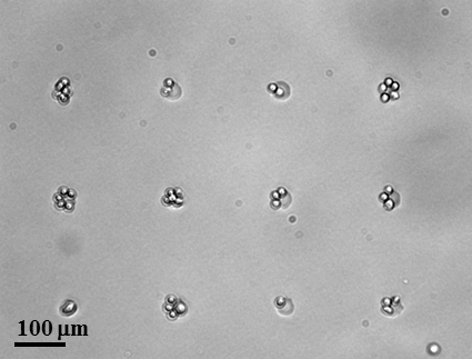 Micropatterned culture chambers