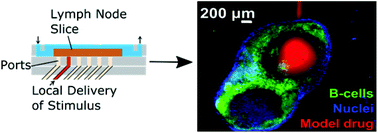 Local Stimulation of LN Tissue