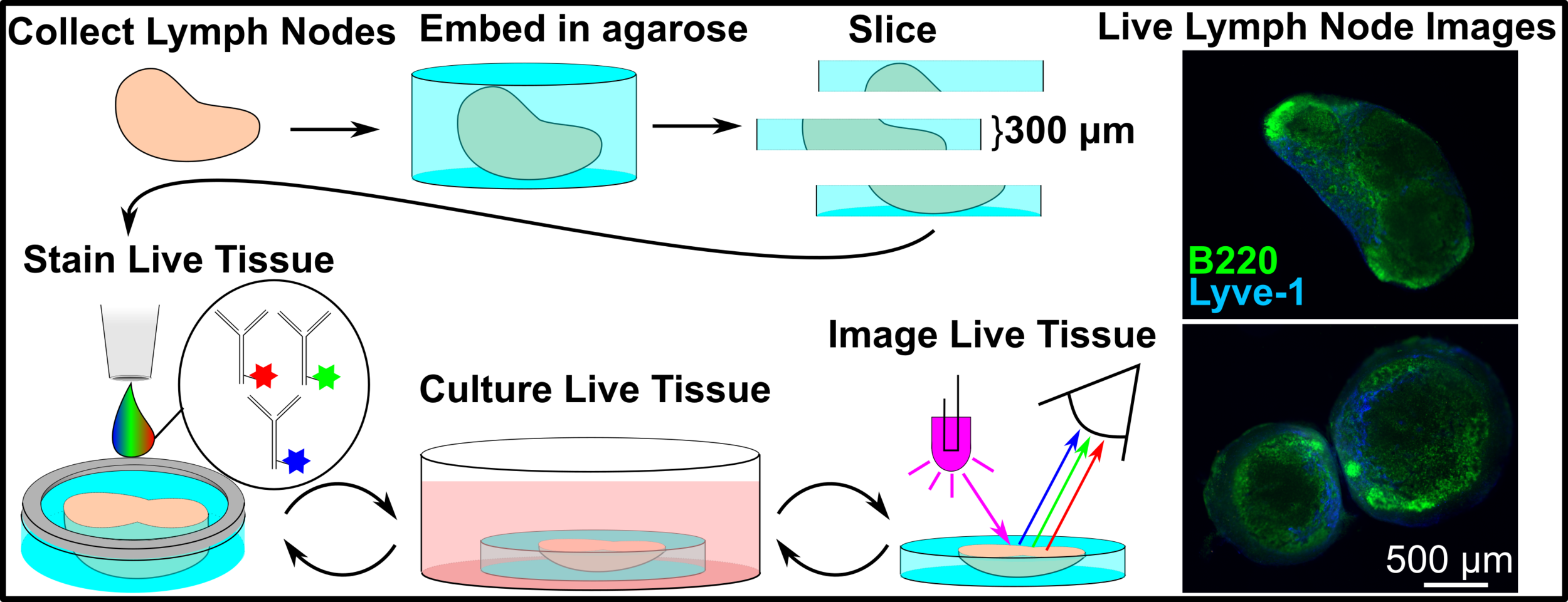 SliceStaining_Revised_TOC Figure.png