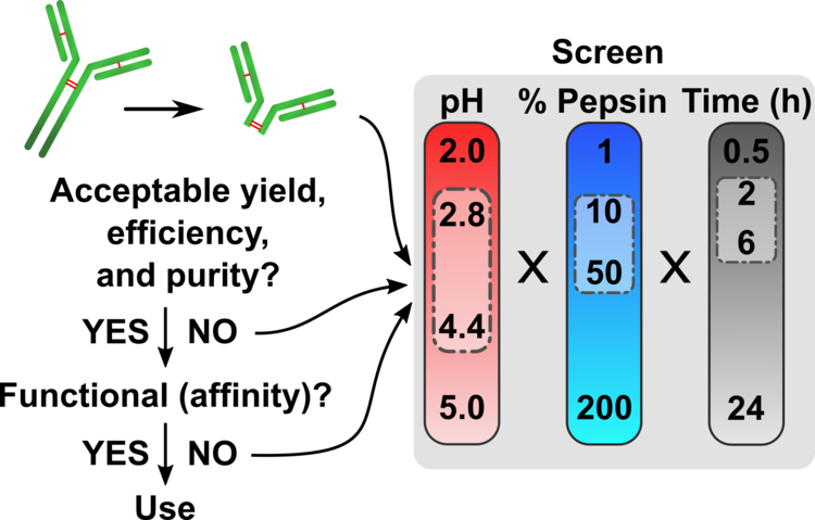 Making antibody fragments just right