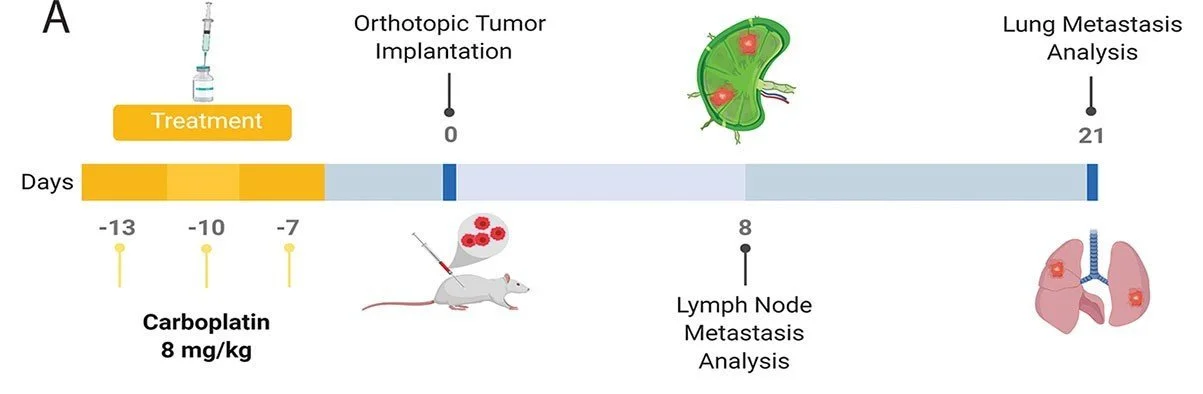 Common chemotherapy induces lymphangiogenesis