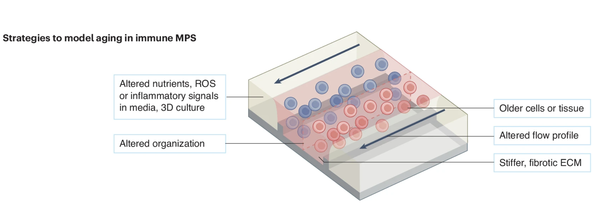 Bioengineering strategies for studying the aging immune system