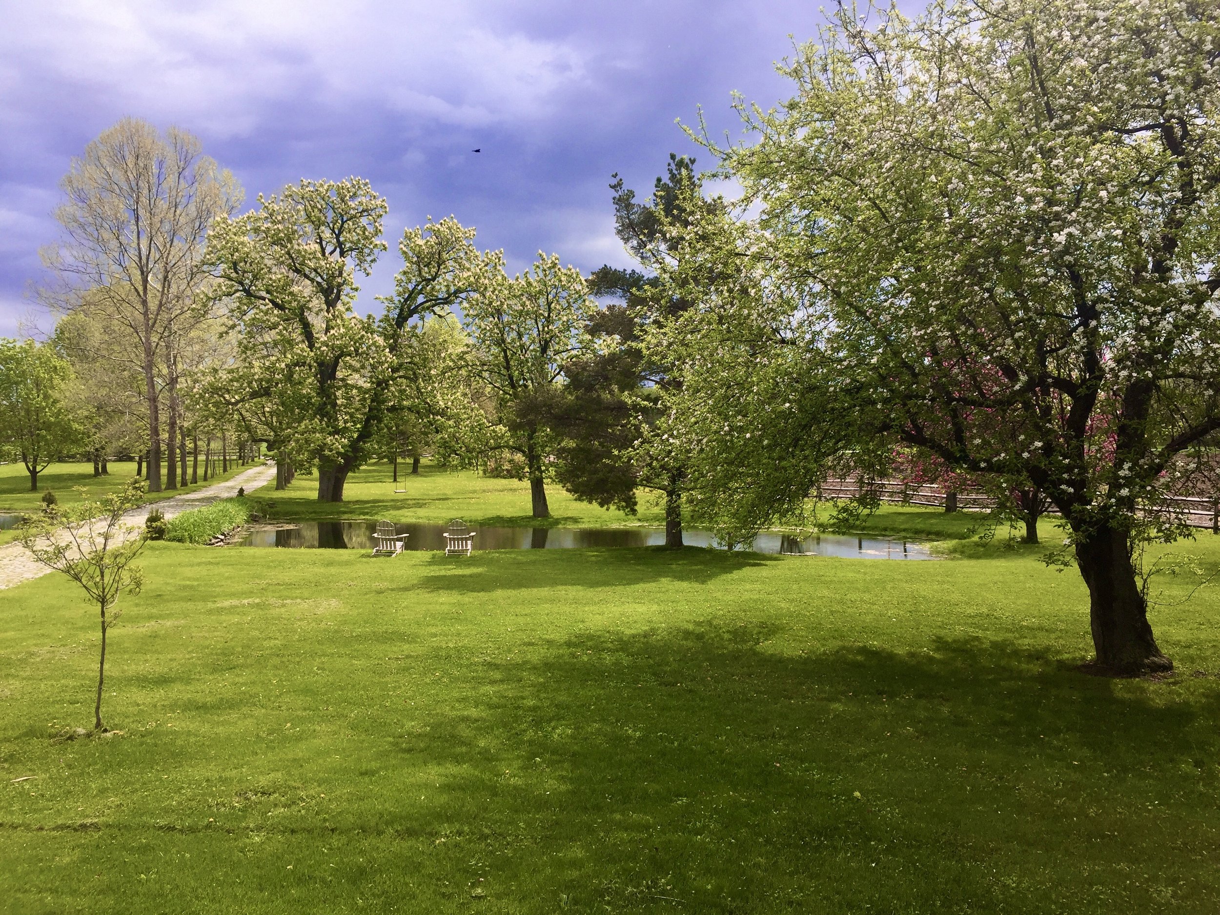 front yard to pond w blossoms.jpg