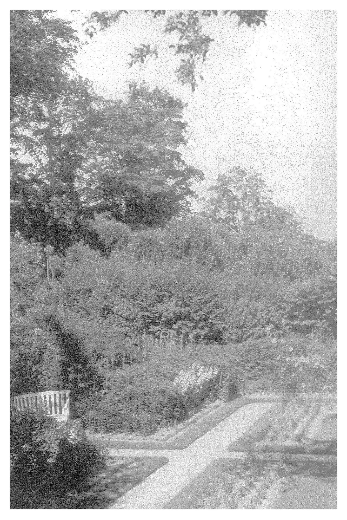 The Fairfield Estate — photograph 156