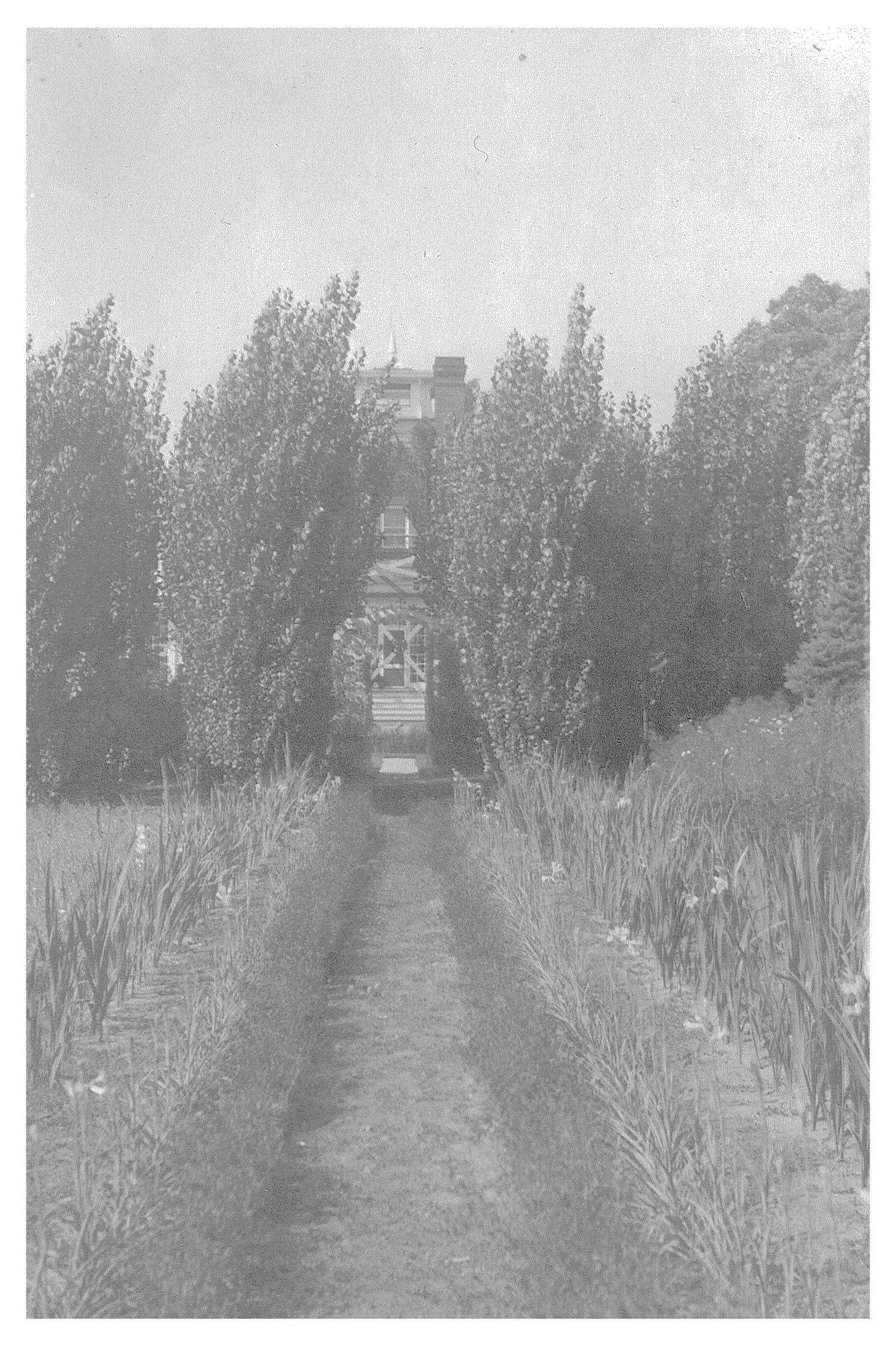 The Fairfield Estate — photograph 160