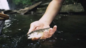 Cascading Waters Haven thumbnail 7