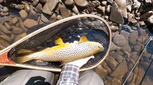 Cascading Waters Haven thumbnail 17