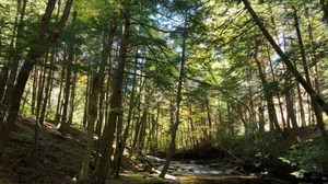 Cascading Waters Haven thumbnail 62