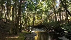Cascading Waters Haven thumbnail 63