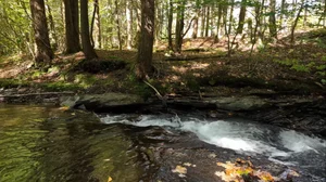Cascading Waters Haven thumbnail 68