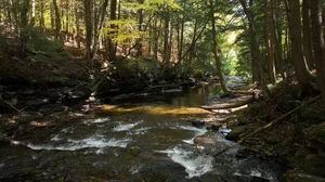 Cascading Waters Haven thumbnail 69