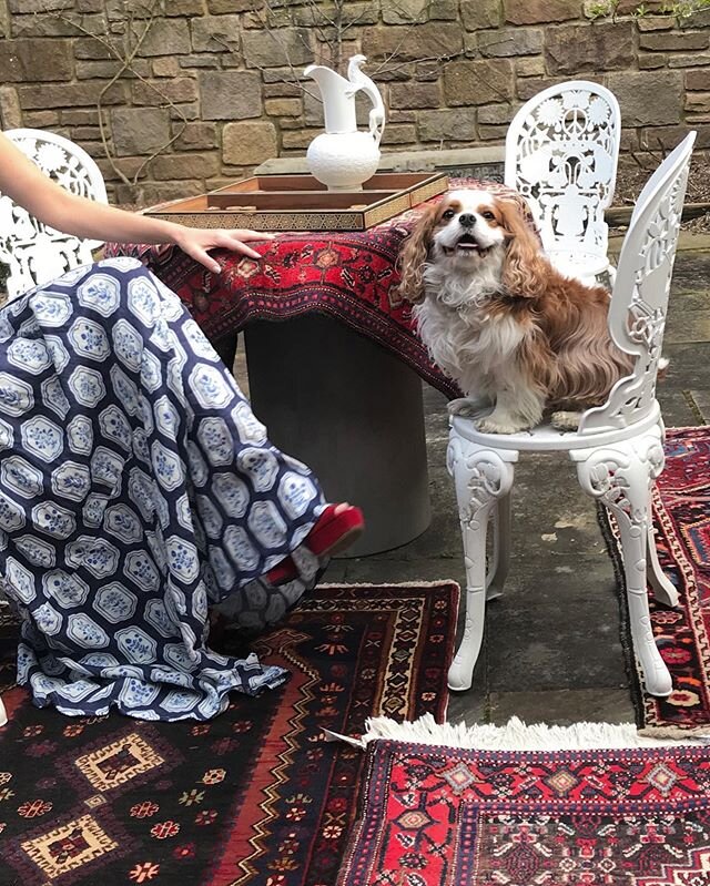 Backgammon with Fritz.  #yourpassionbecamemine #daddyscollection #ihavethisthingwithrugs #rugsnotdrugs #vintagepersianrugs #handknottedwithlove #woolisgreenindustries #secretgarden #whereimaginationblossoms #fritzvonrydal #furryfriend #kingcharlescav