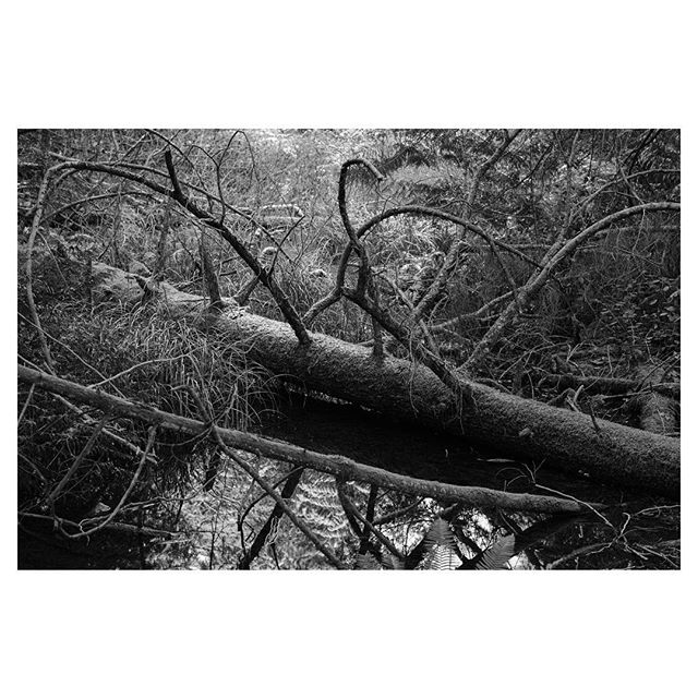 New Year's Day walk through the forest with @brittcthurlow 
#nikondf