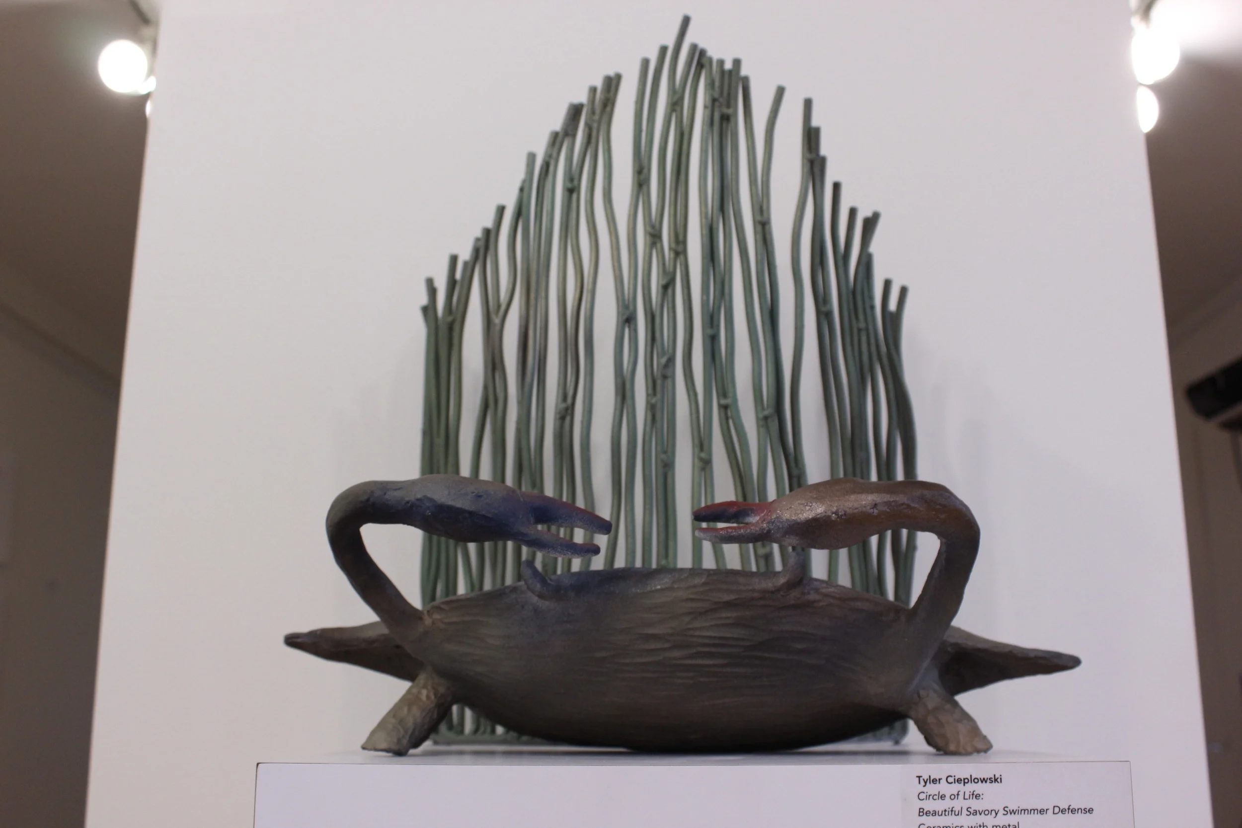 Beautiful Savory Swimmer