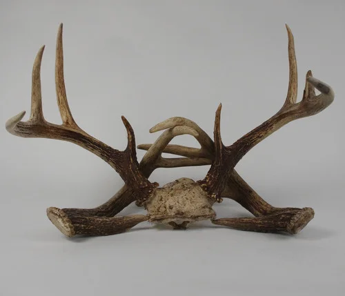 deer1.jpg