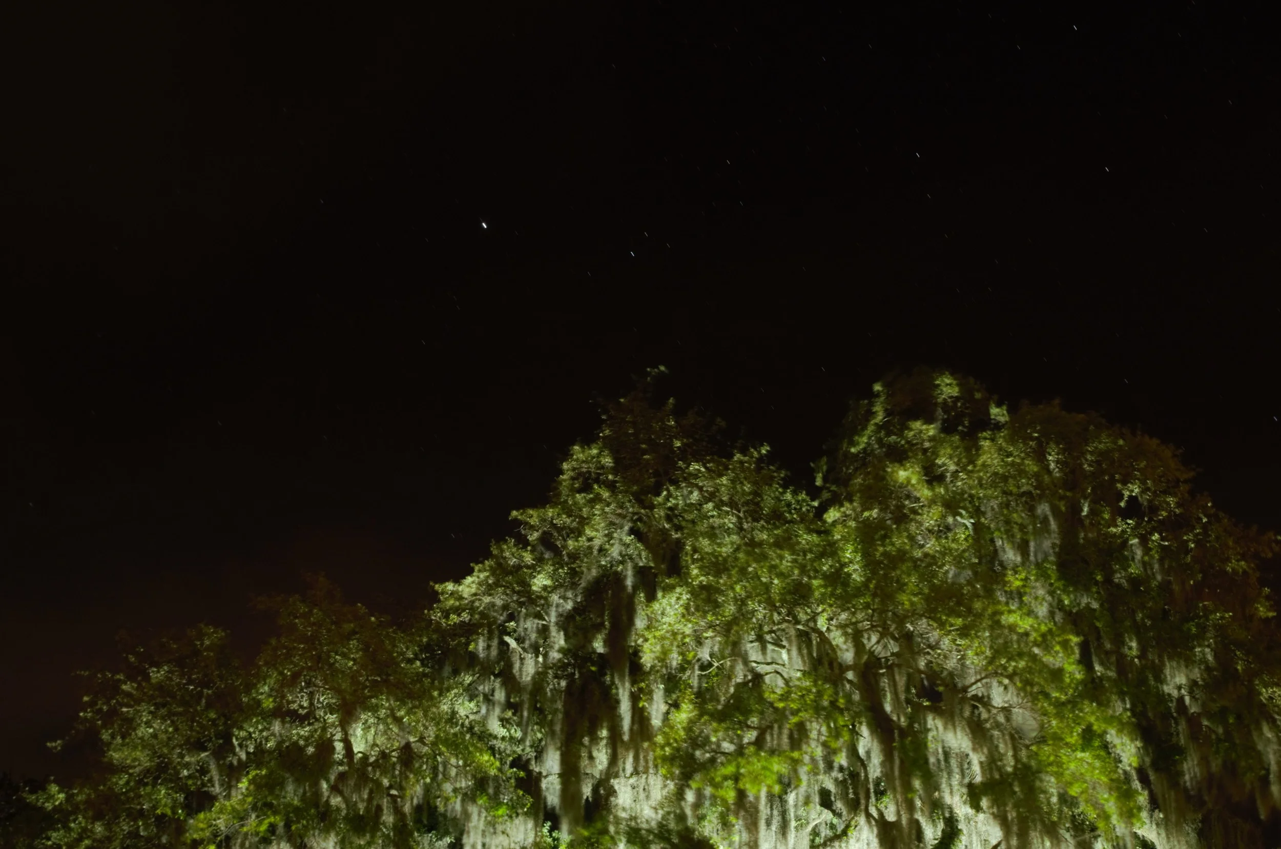 lighttree.jpg