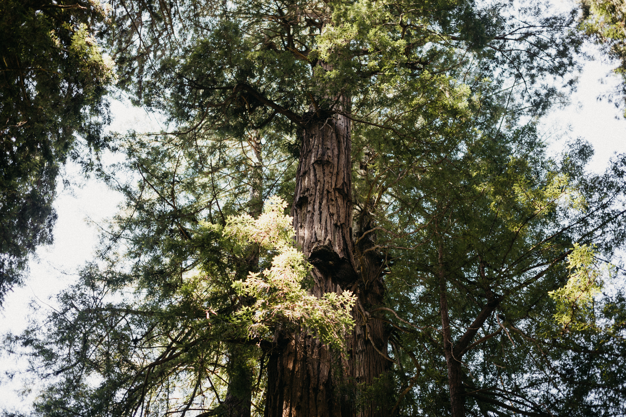 Byrd&Isa.MuirWoods-00010.jpg