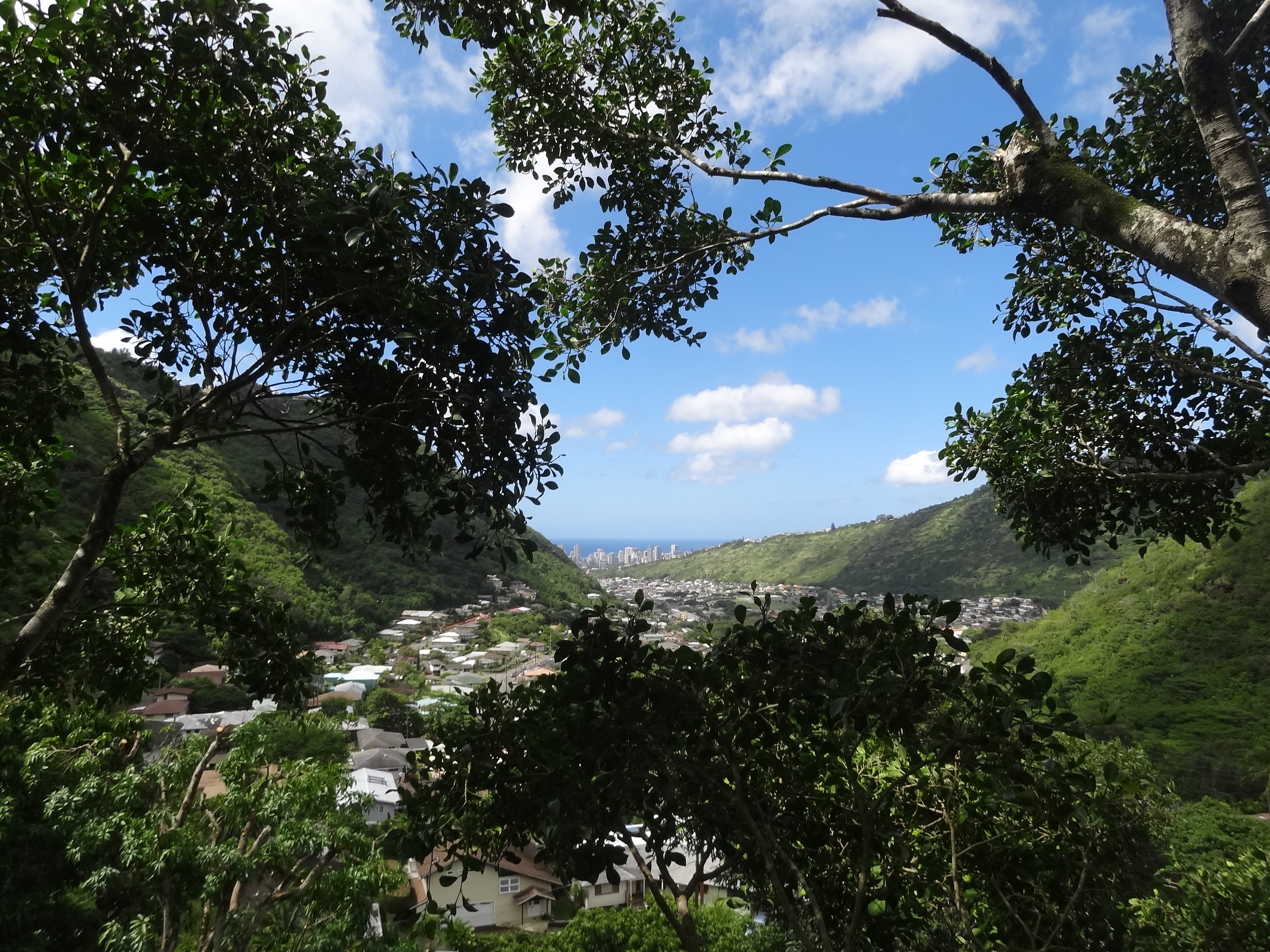 096_constr_bob tree trim view ocean.JPG