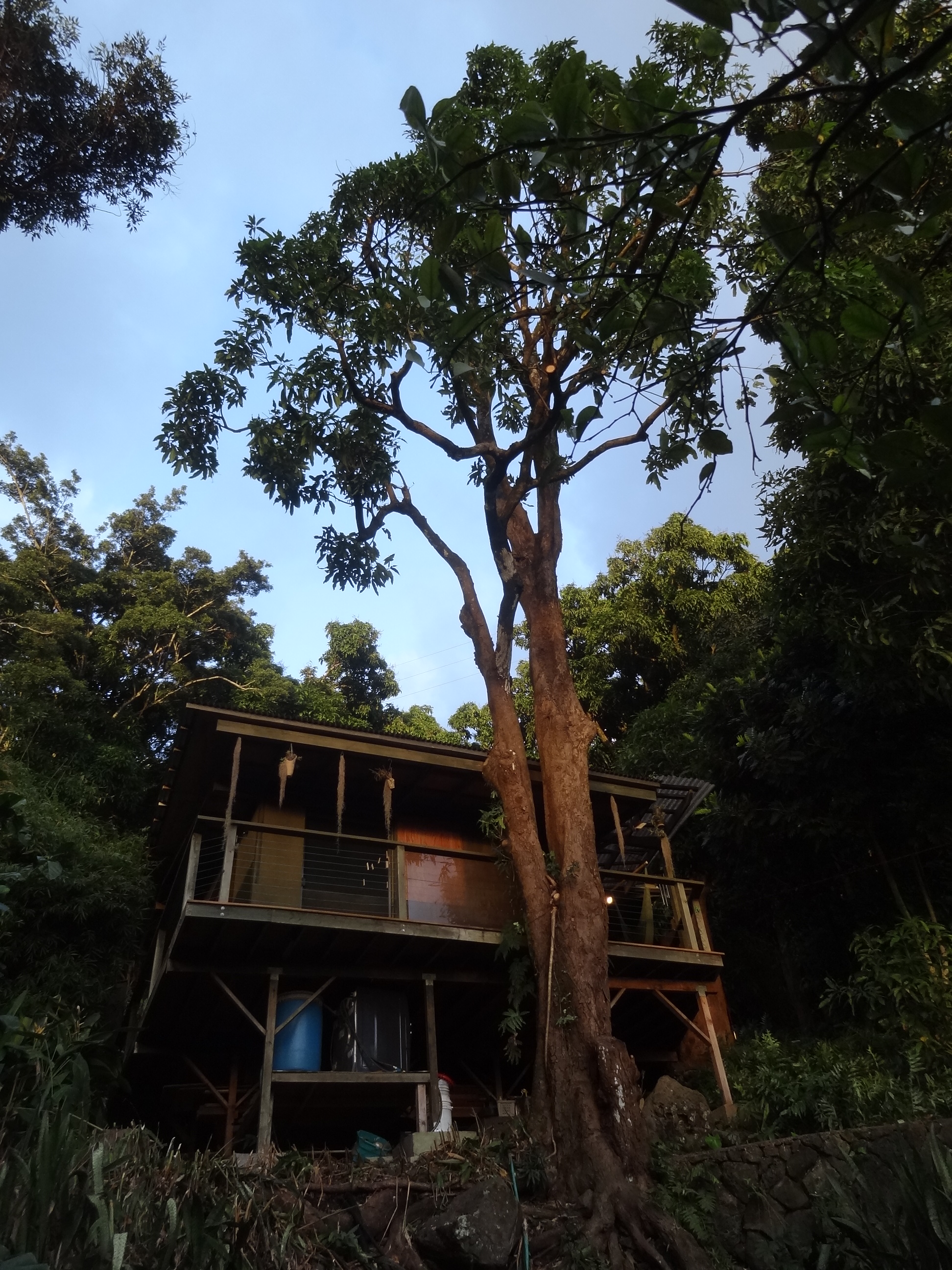 086_constr_treehouse mango tree trim.JPG