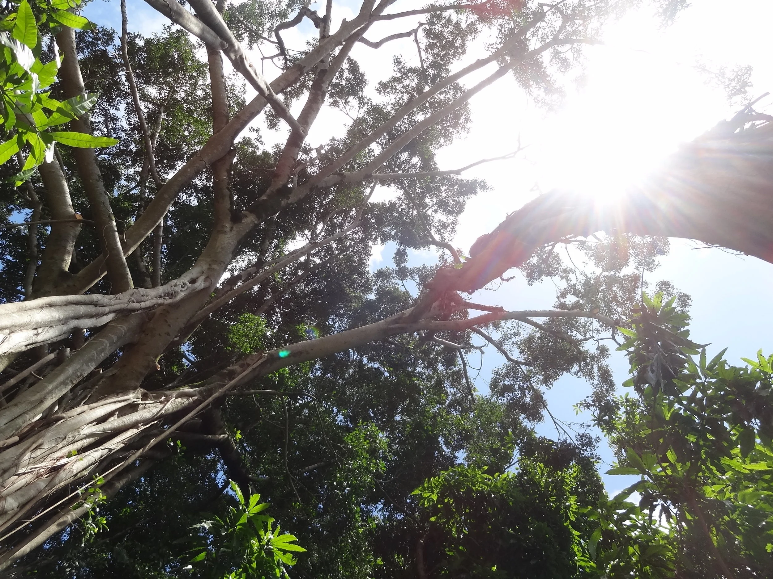 banyan arial root sun copy.JPG