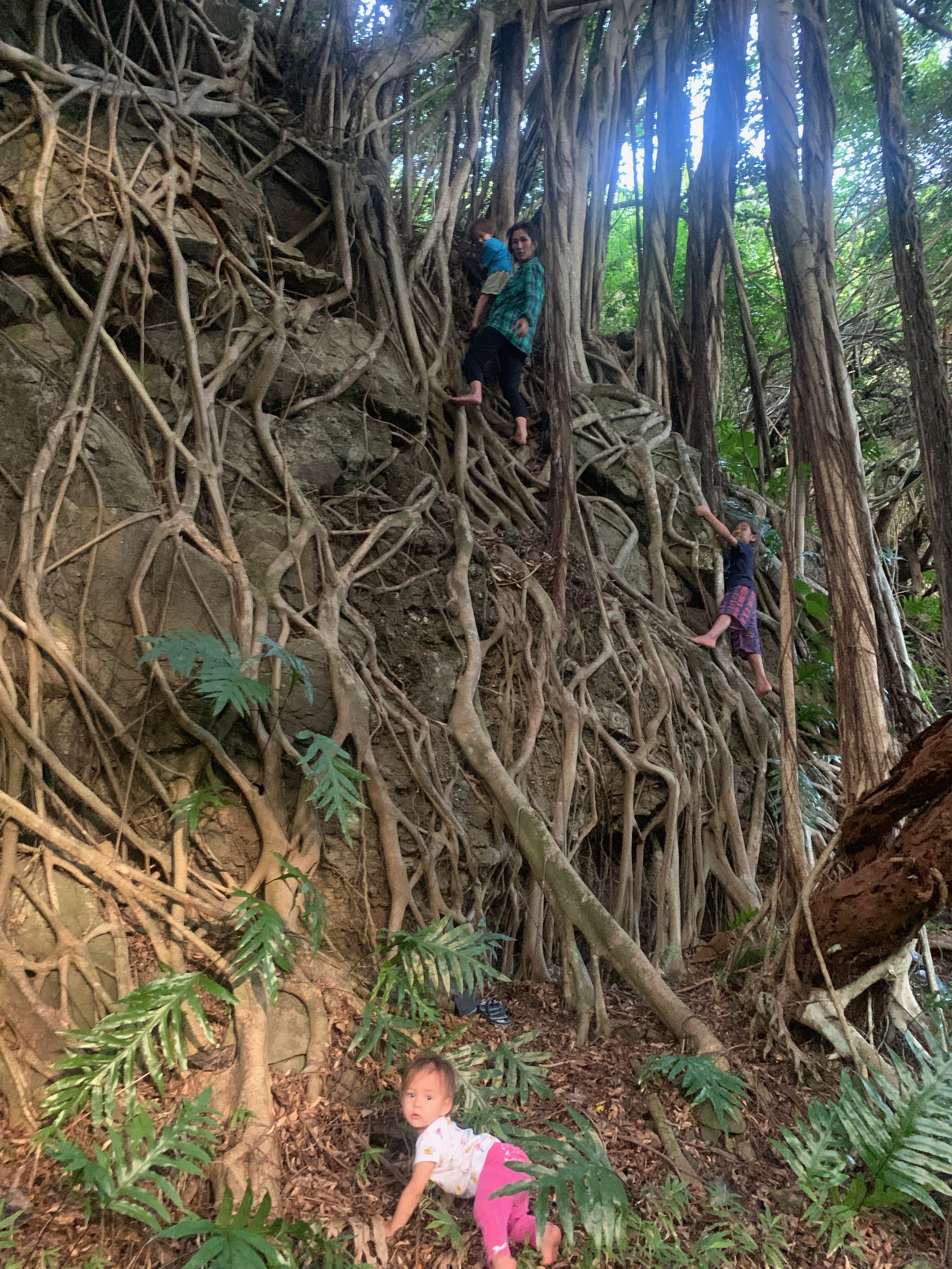 root wall.jpeg