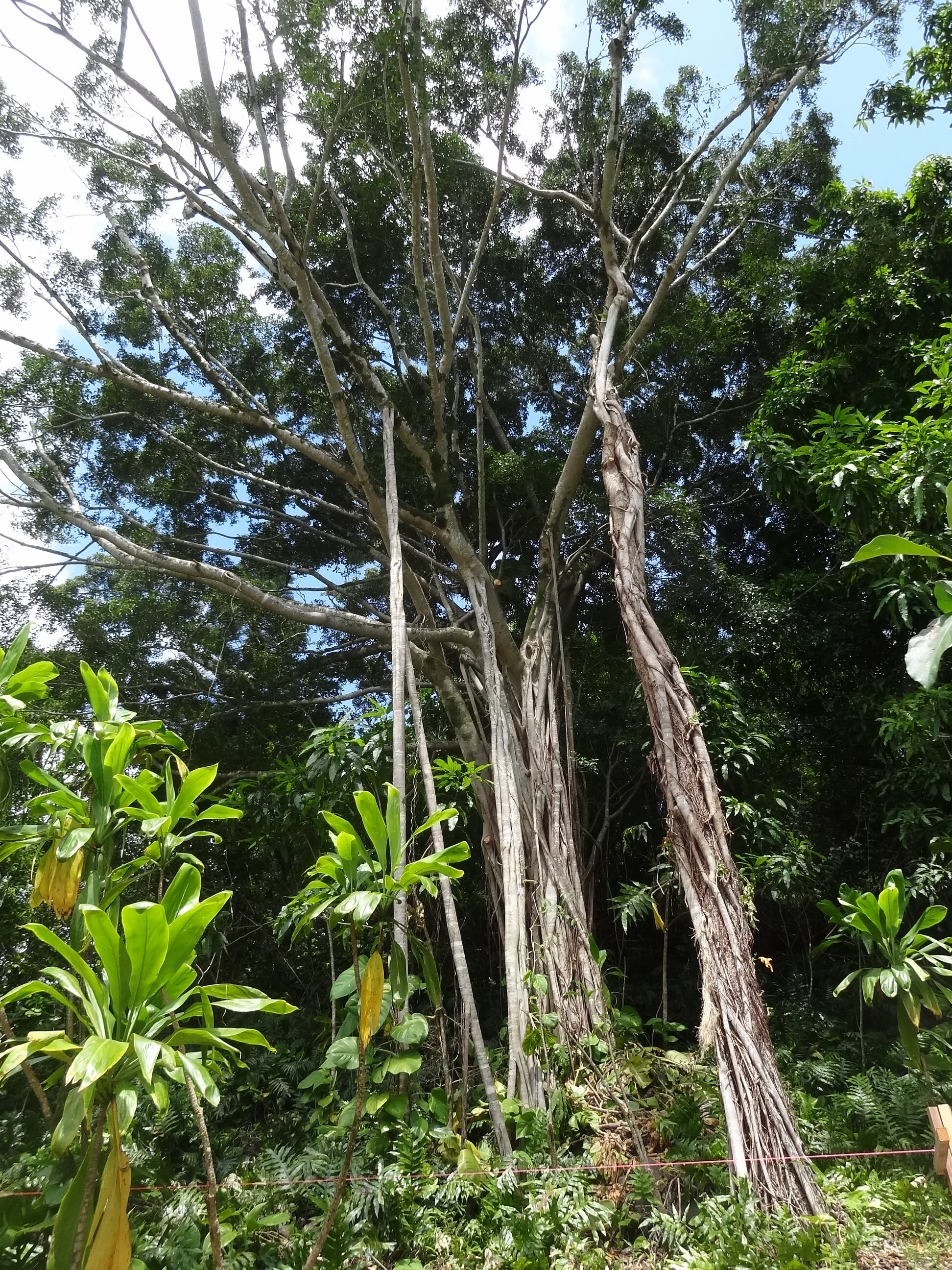 bob banyan arial root copy.JPG