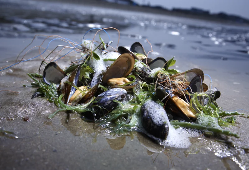 Beach mussels.jpg