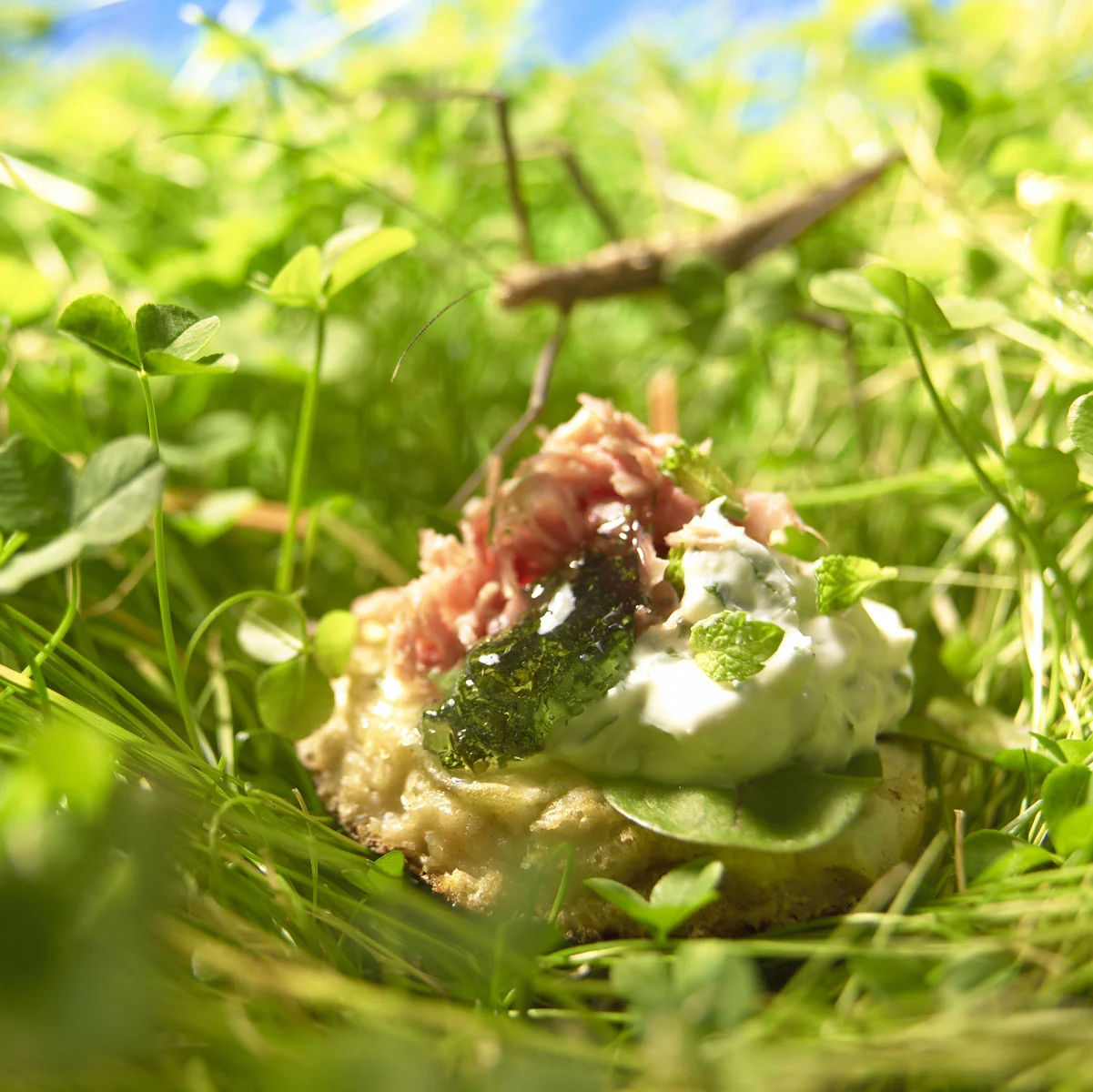 Gras-047601.jpg