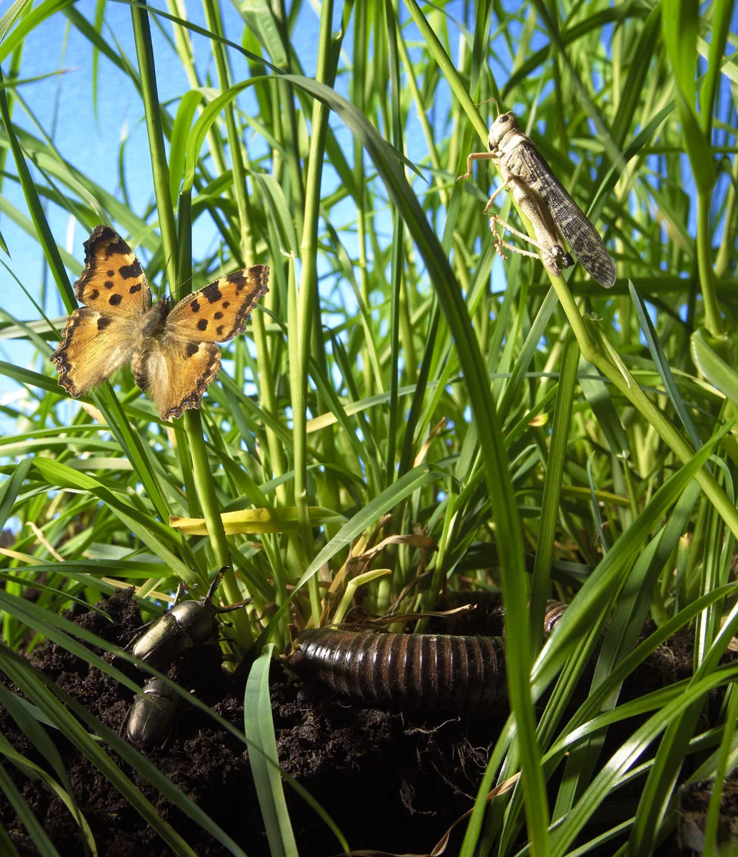 Gras-047645.jpg