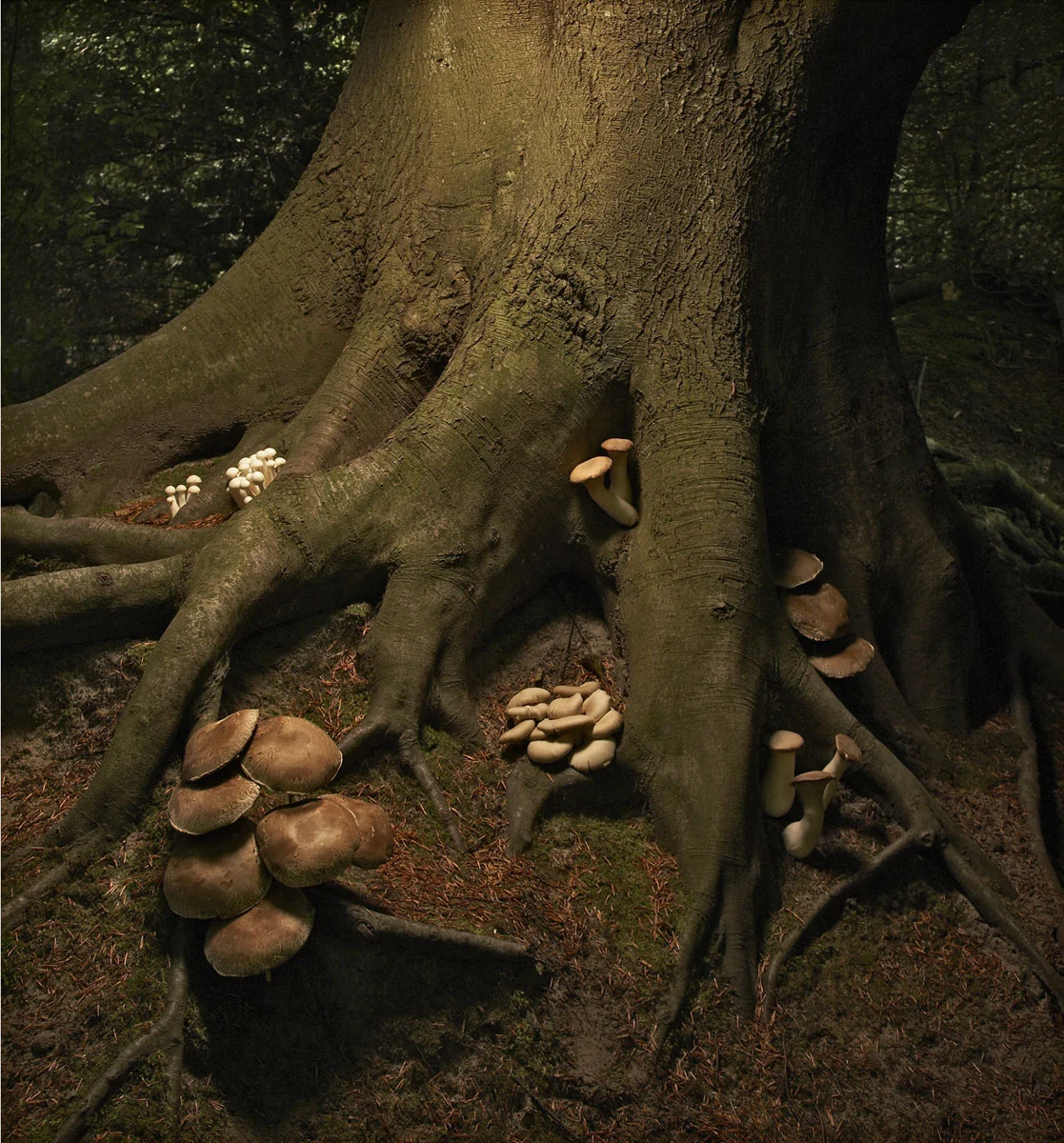 bos3.jpg