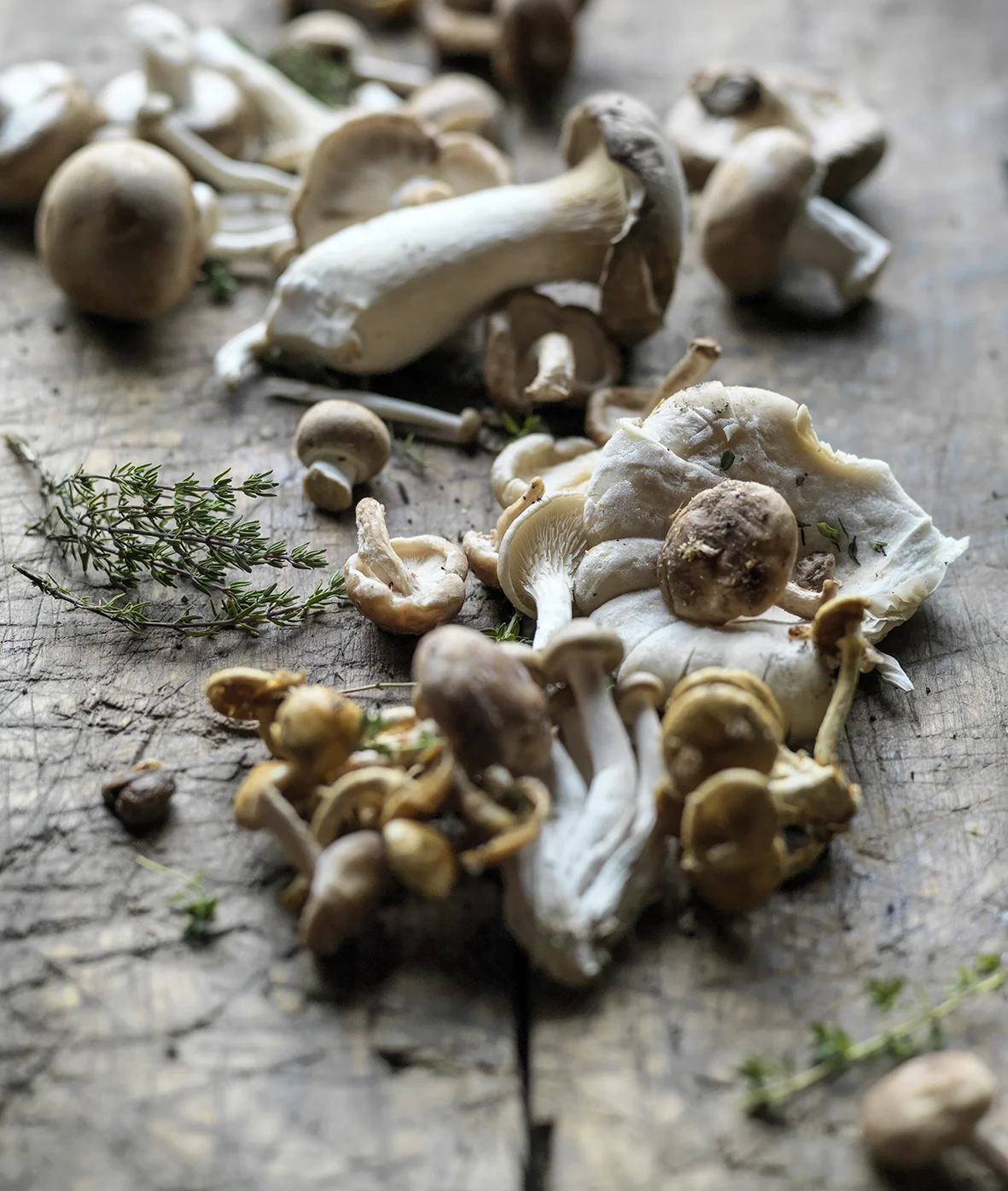 Aviko champ Fielden Fotografie.jpg