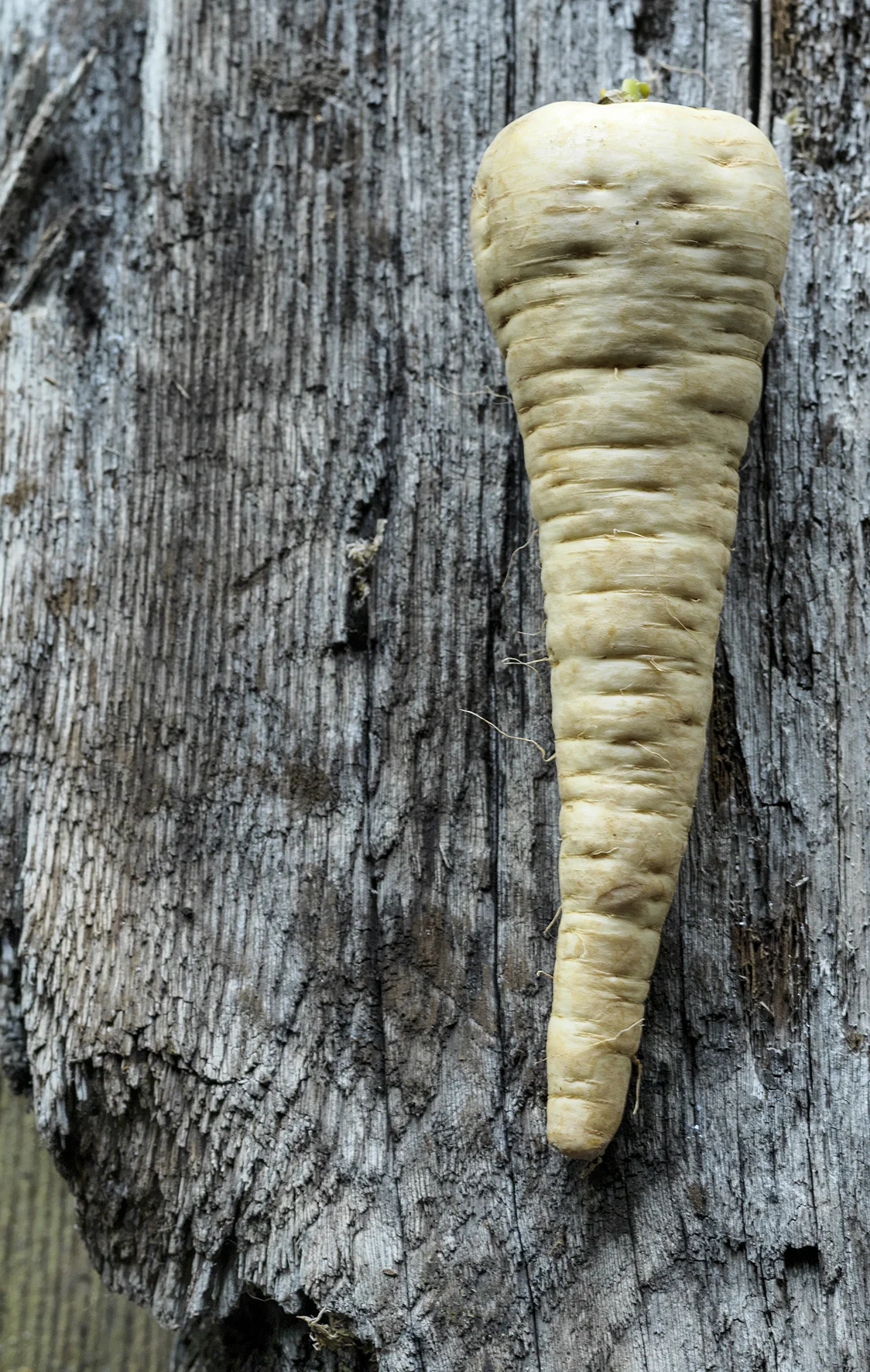 Aviko Fielden Fotografie.jpg