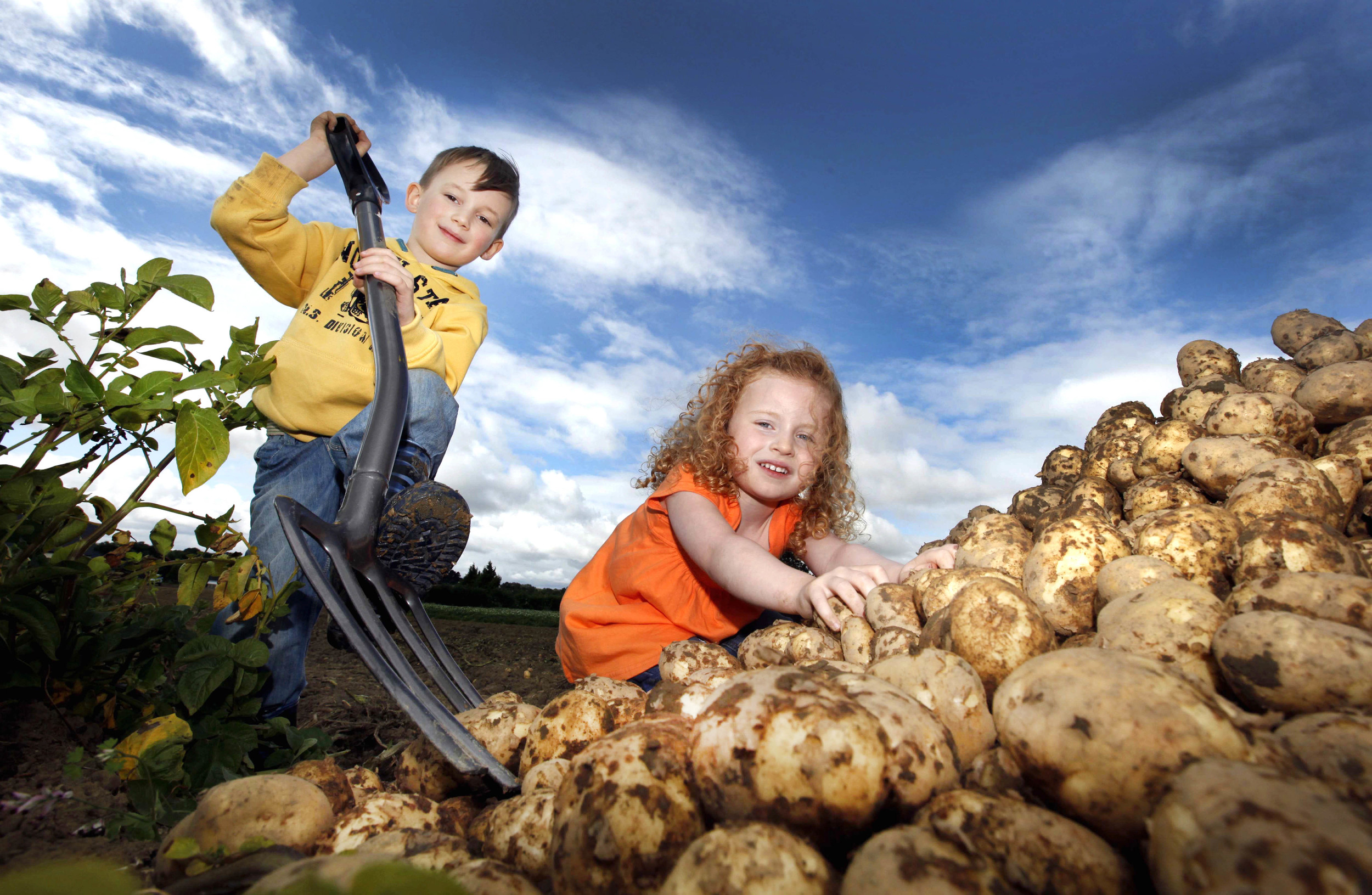  Bord Bia research on potato report launch 