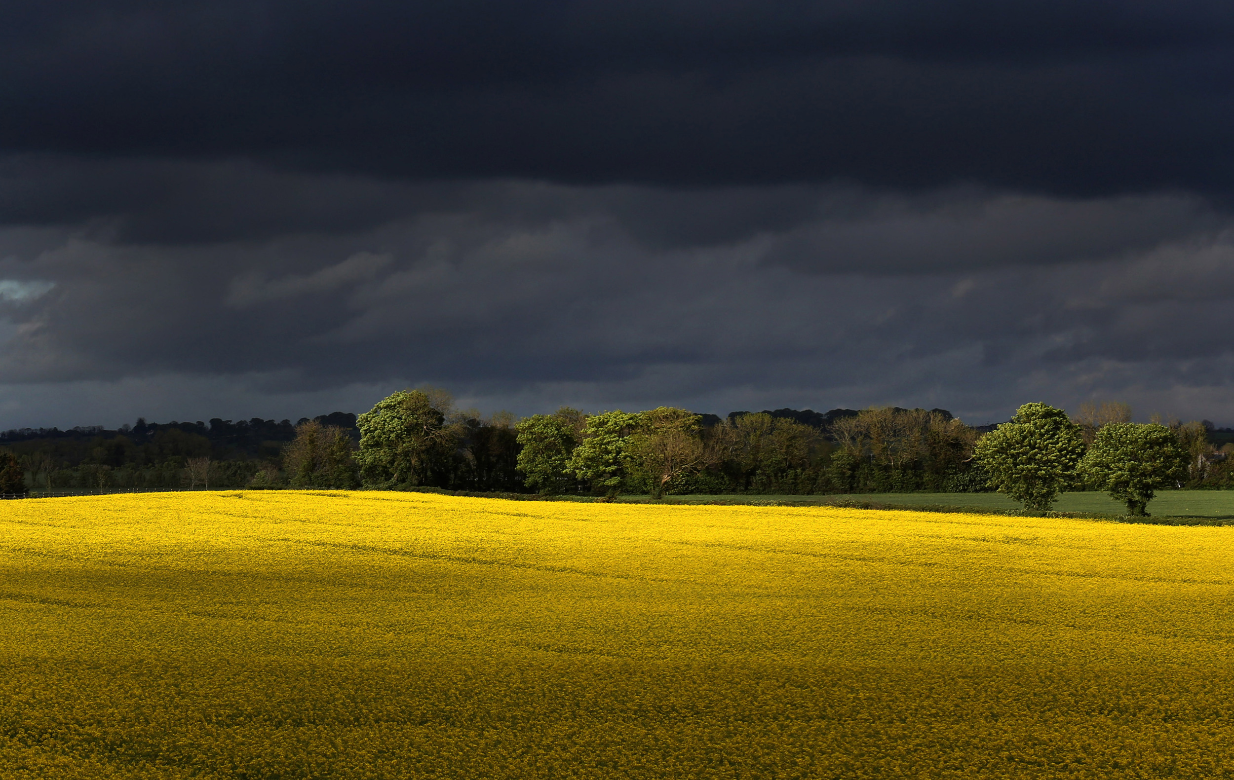  A Rapeseed field outside of Athy Co Kildare 