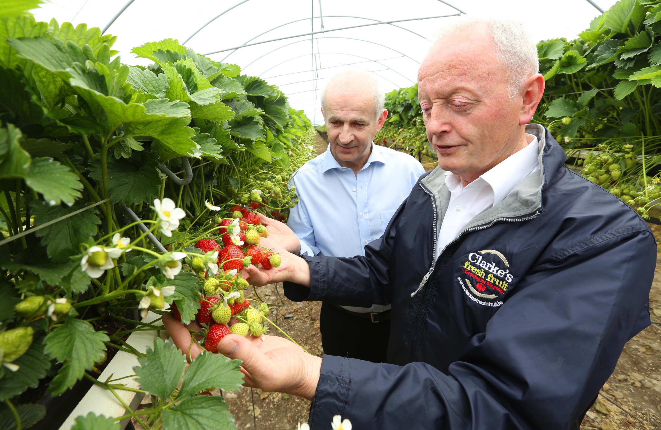  Commercial Strawberry Grower Pat Clarke with former IFA President Eddie Downey 