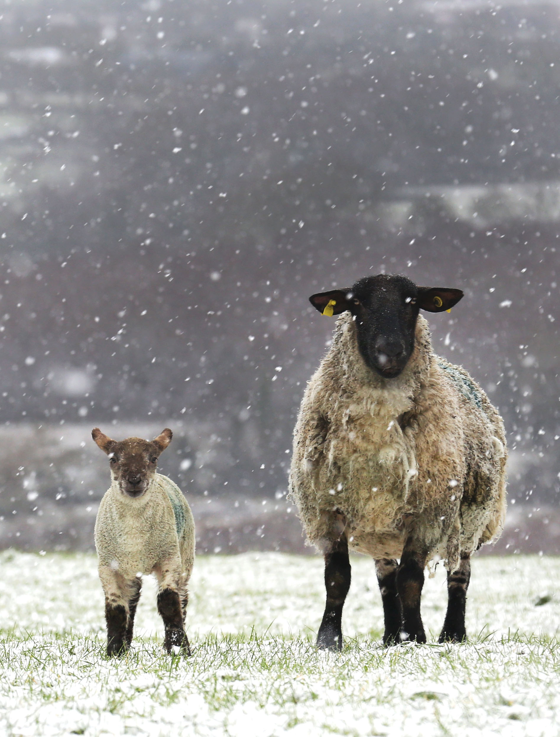  A Ewe and Lamb endure the snow in early spring 