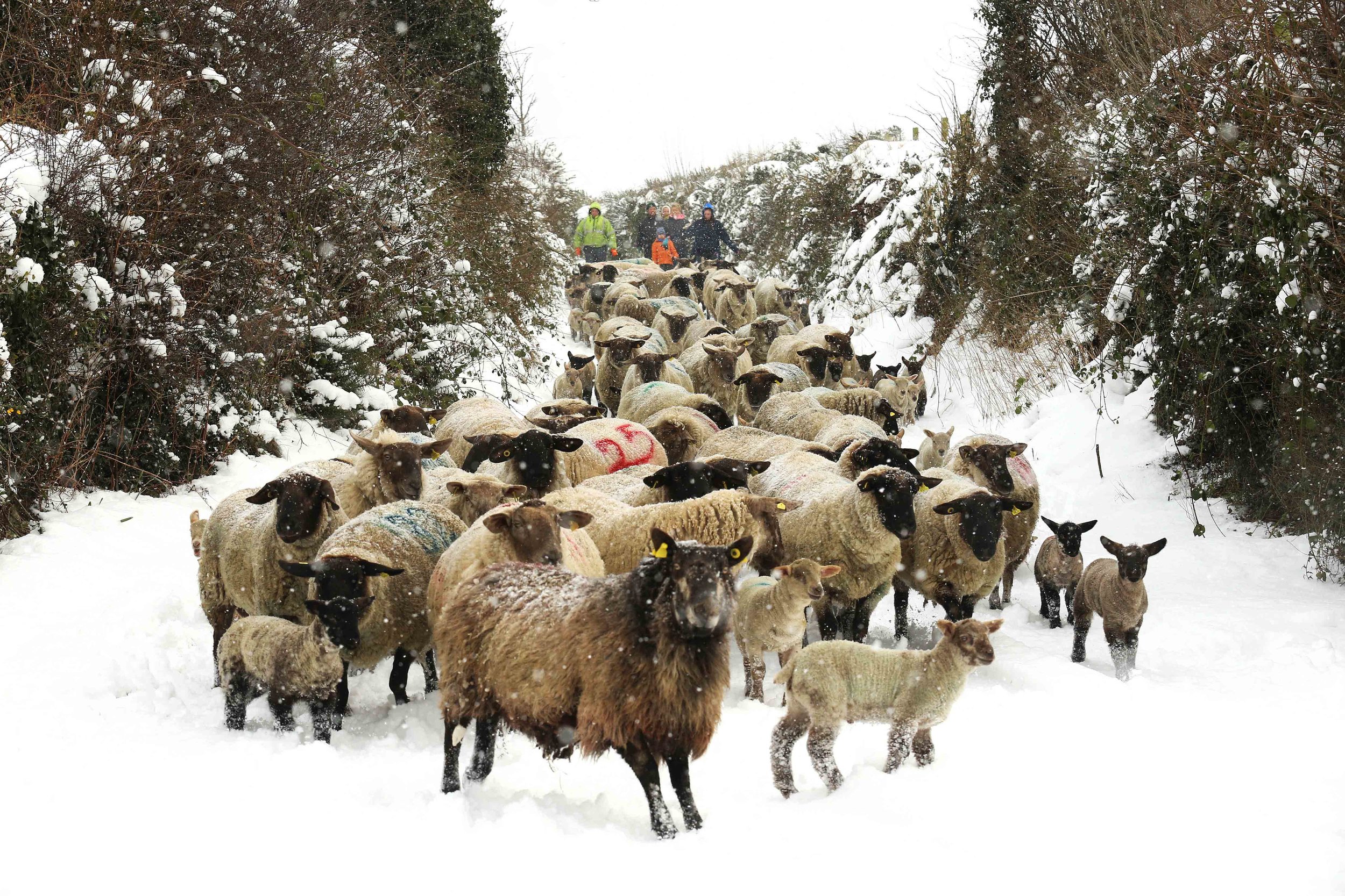  Moving Sheep indoors from Fields of snow 