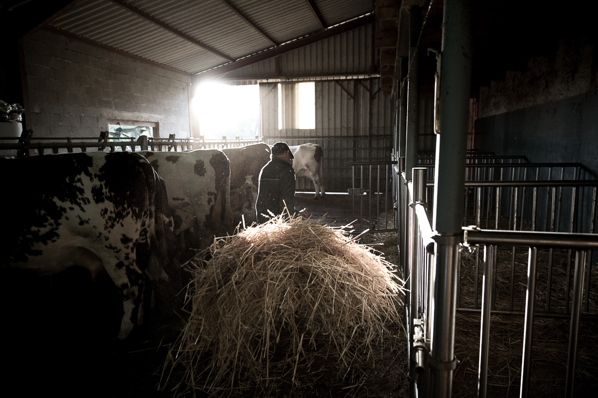 FHA-Veau sous la mere-_U4B5381.jpg