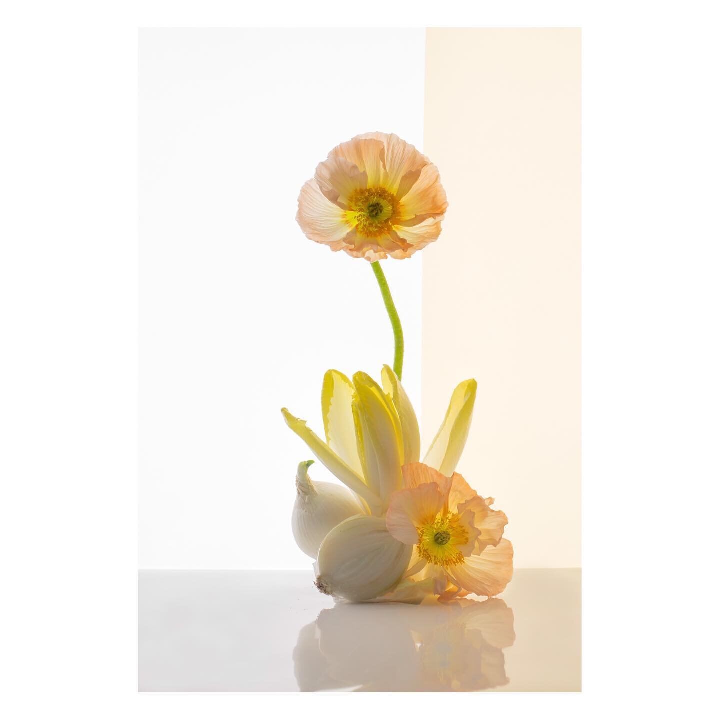 [Jardin d&rsquo;hiver] New personal work by SOPHIE LE GENDRE  @sophie_le_gendre⁠
*
Floral stylist @sol.paris.studio
*
#flowerphotographer #stilllifephotography #floralserdesign #artvegetal #flowerphotography #flower #inspiredbynature #photoagency #ph