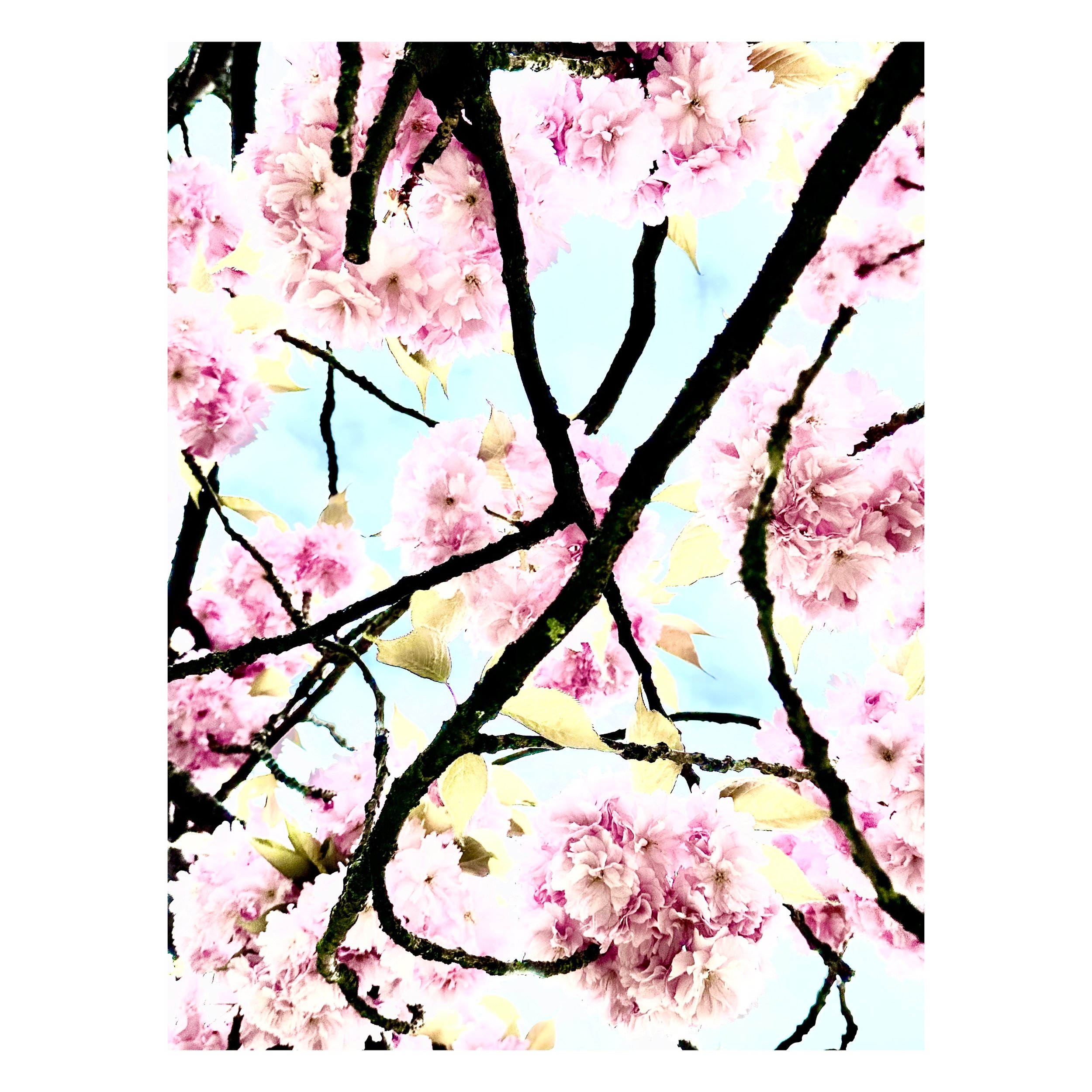 Spring by SOPHIE LE GENDRE @sophie_le_gendre⁠
*
#flowerphotographer #bloom #artvegetal #flowerphotography #flower #artprint #naturelovers #inspiredbynature #photoagency #photoagent #printforsale #parisagency #valeriepaumelleagent #sophielegendre