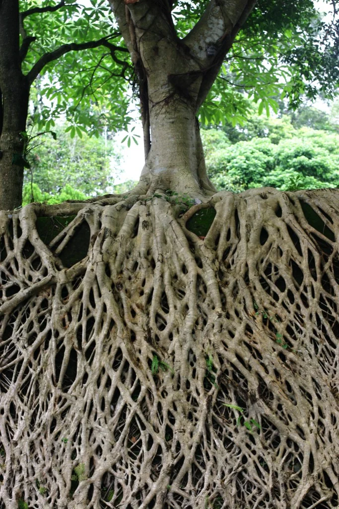 deeproots-small.jpg