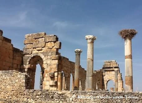 VOLUBILIS